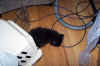 new_cat 009.jpg (885789 bytes)