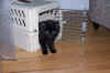 new_cat 011.jpg (629430 bytes)