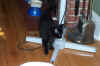 new_cat 035.jpg (797842 bytes)
